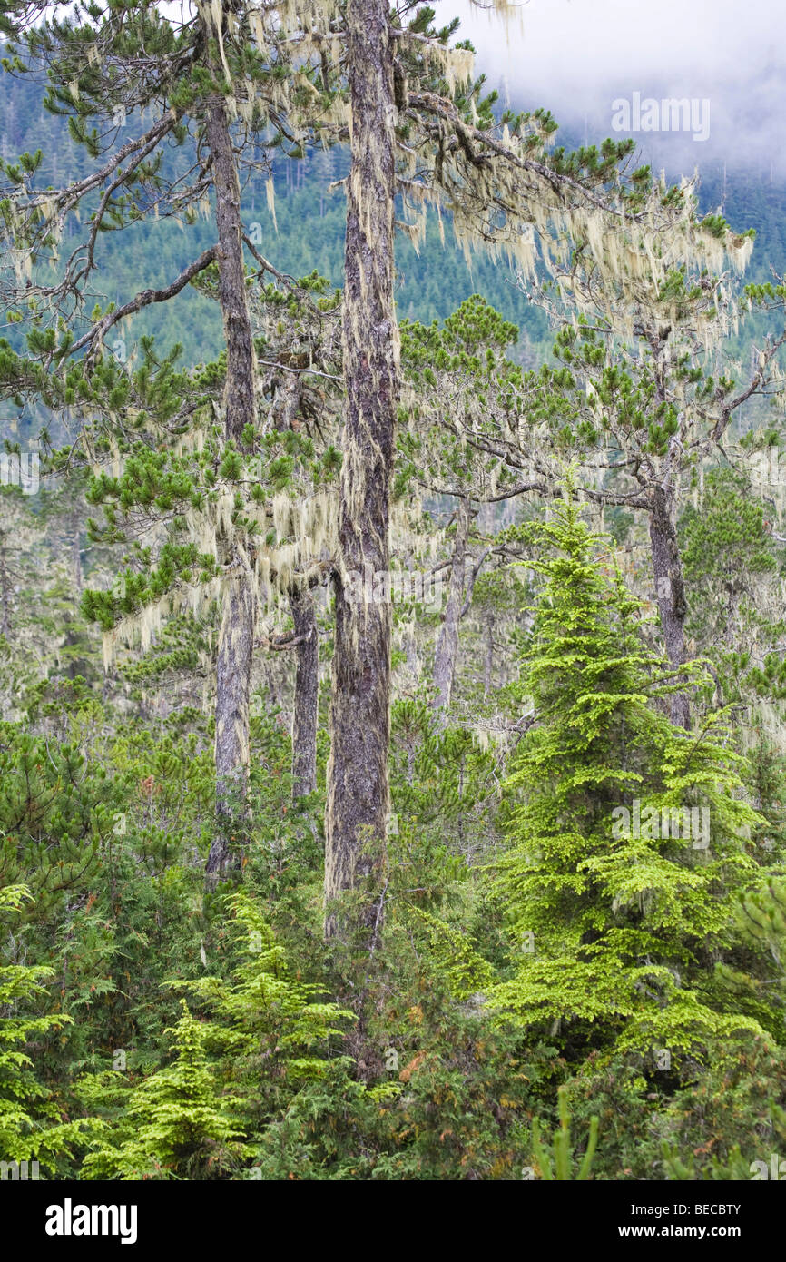 Pine trees covered with bearded lichens (Usnea longissima), Mitkof Island, Southeast-Alaska, Alaska, USA, North America Stock Photo
