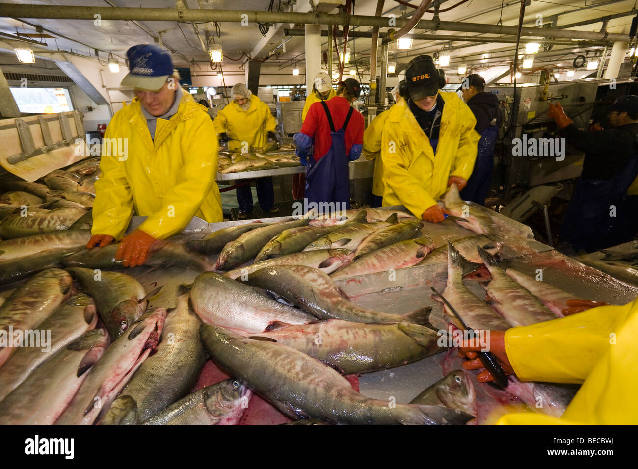 Wild Salmon processing, salmon factory, Alaska, USA, North America