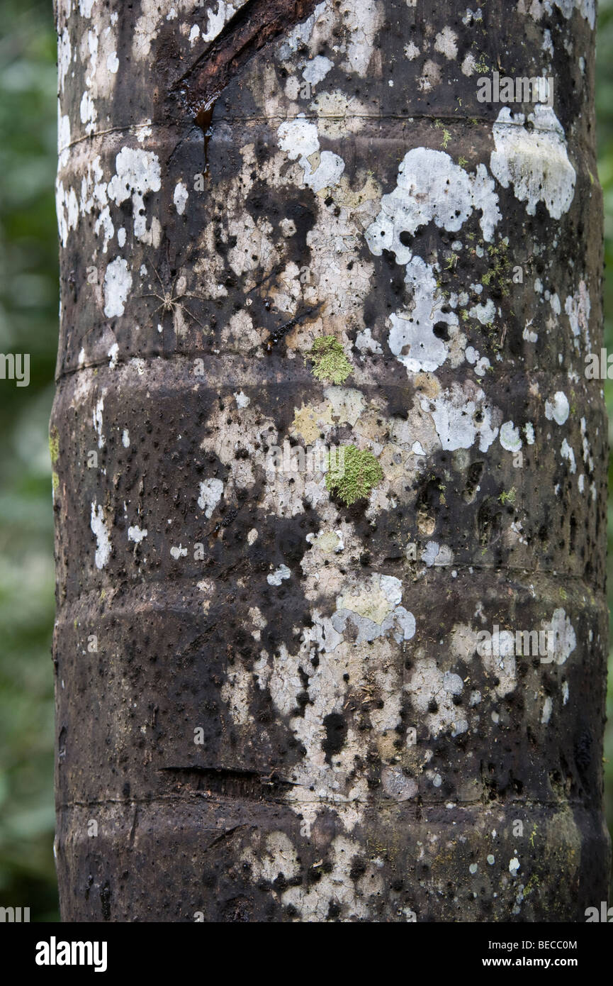Palm trunk covered in lichen Napo Wildlife Centre Amazonian Rainforest Ecuador South America Stock Photo