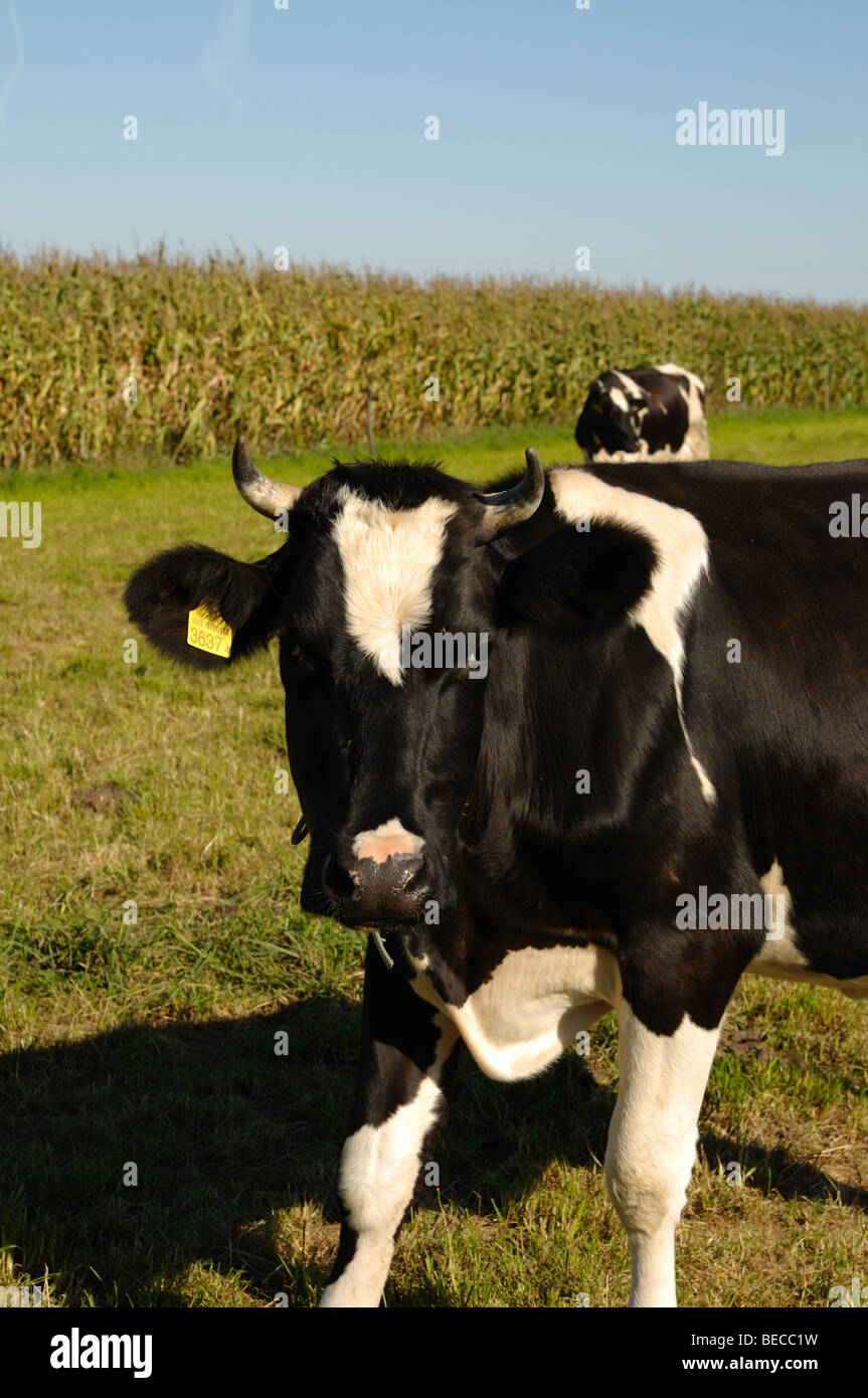 Milk cows on a pasture Stock Photo