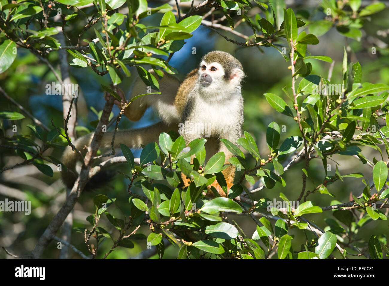 Common Squirrel Monkey (Saimiri sciureus) feeding on berries Napo Wildlife Centre Yasuni National Park Amazonian Region Ecuador Stock Photo