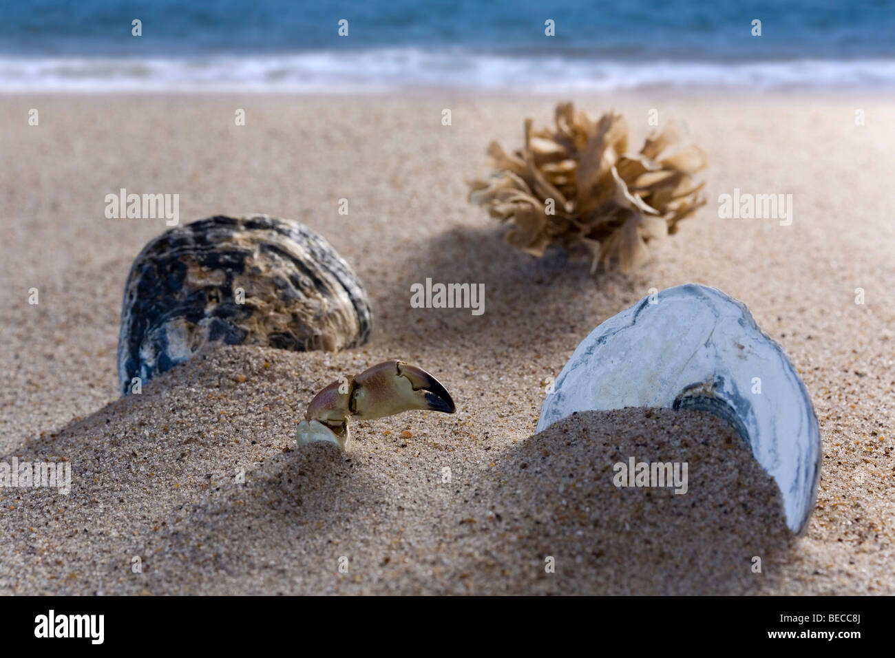 Shells at the beach at the Danish west coast, Denmark Stock Photo