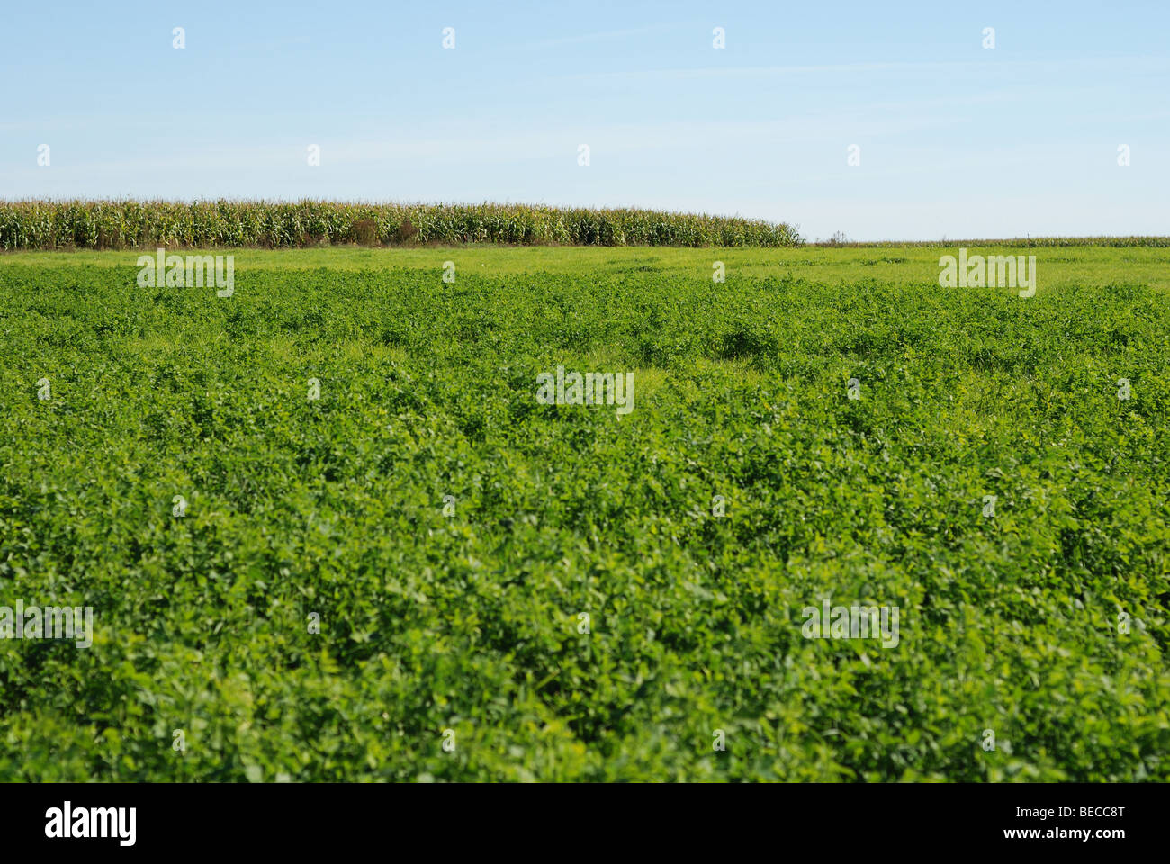 Field of alfalfa in agricultural area Stock Photo