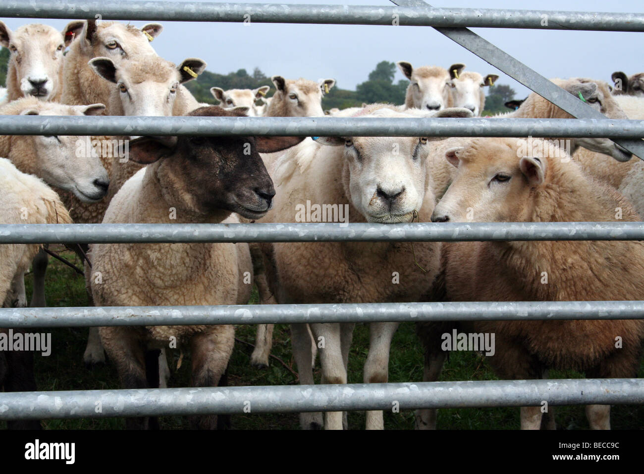 Enclosure framing hi-res stock photography and images - Alamy