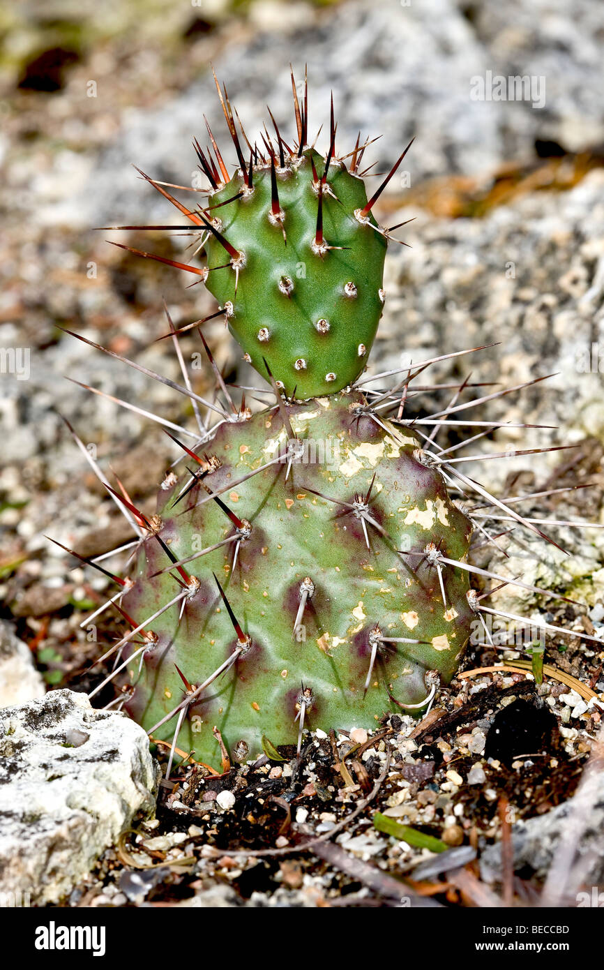 Opuntia prickly pears cactus (Opuntia) Stock Photo