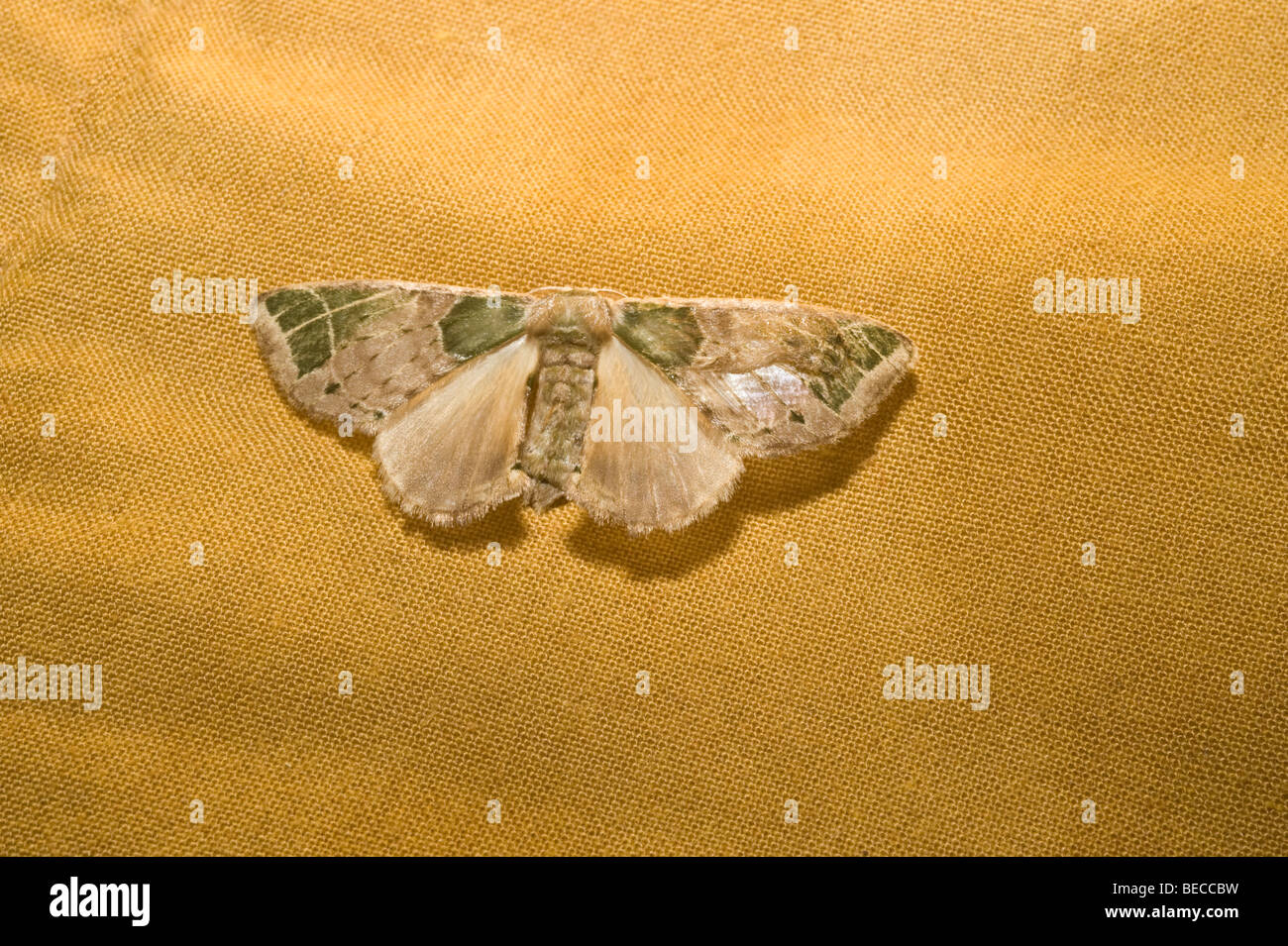 Moth at Anangu Napo Wildlife Centre Amazonian Region Ecuador South America May Stock Photo