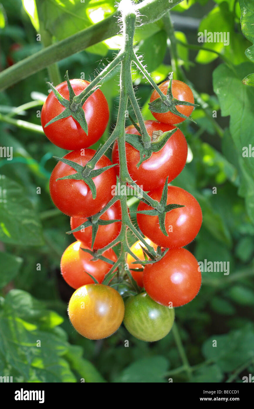Organic Gardeners delight tomatoes on the vine, grown in a back garden