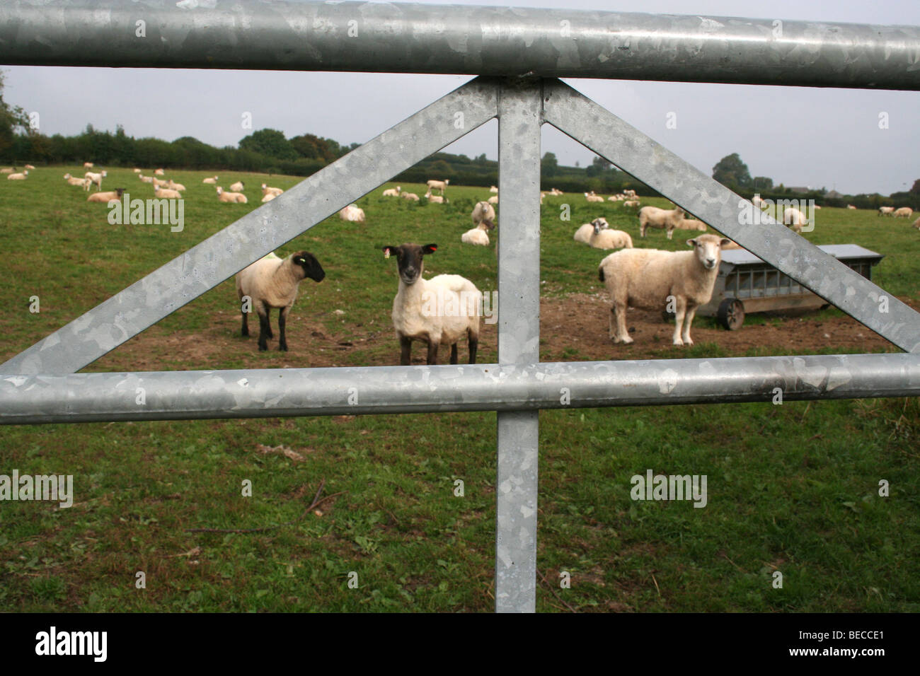 Sheep farming Stock Photo
