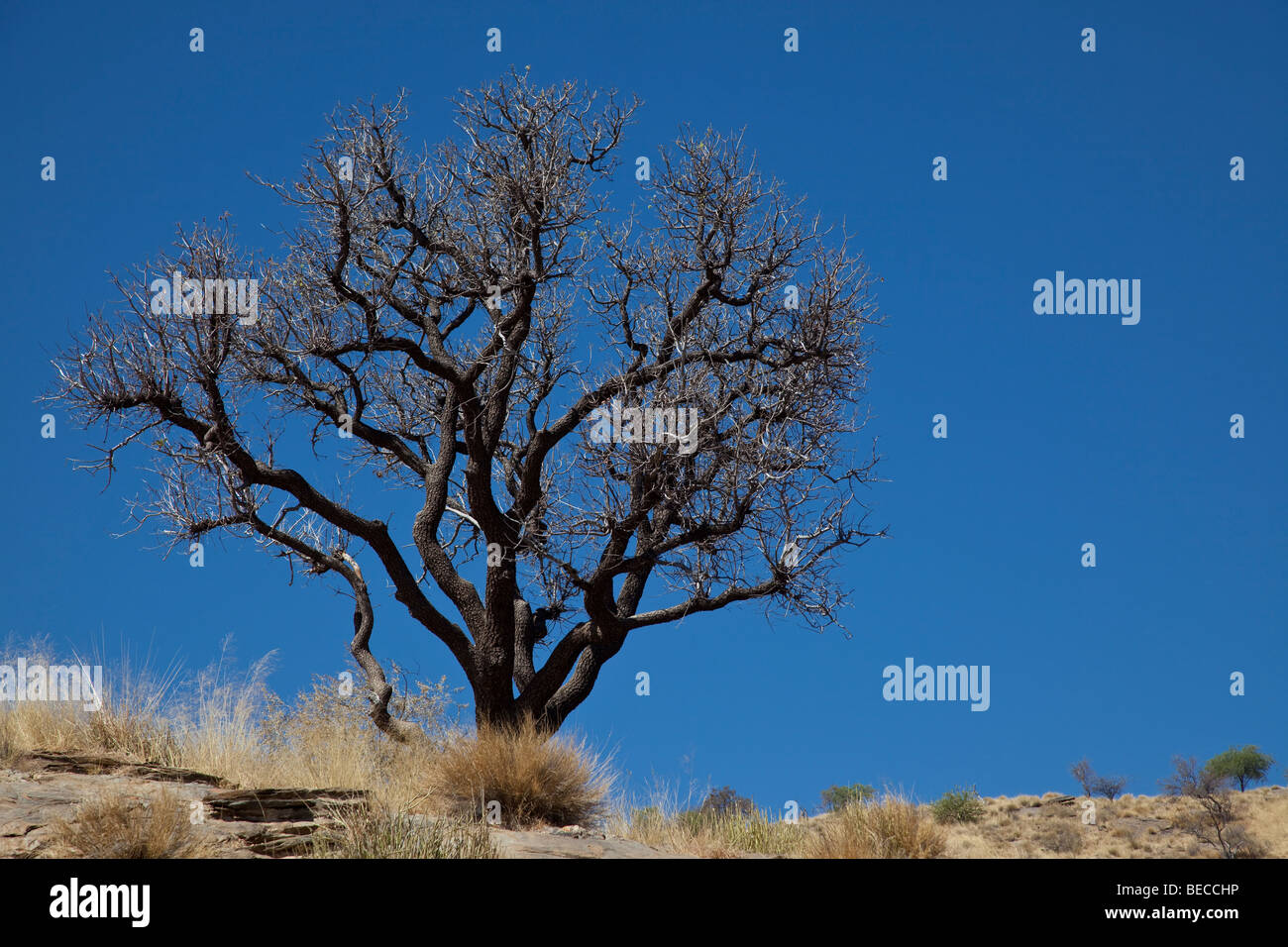 Camelthorn Acacia, Namibia Stock Photo