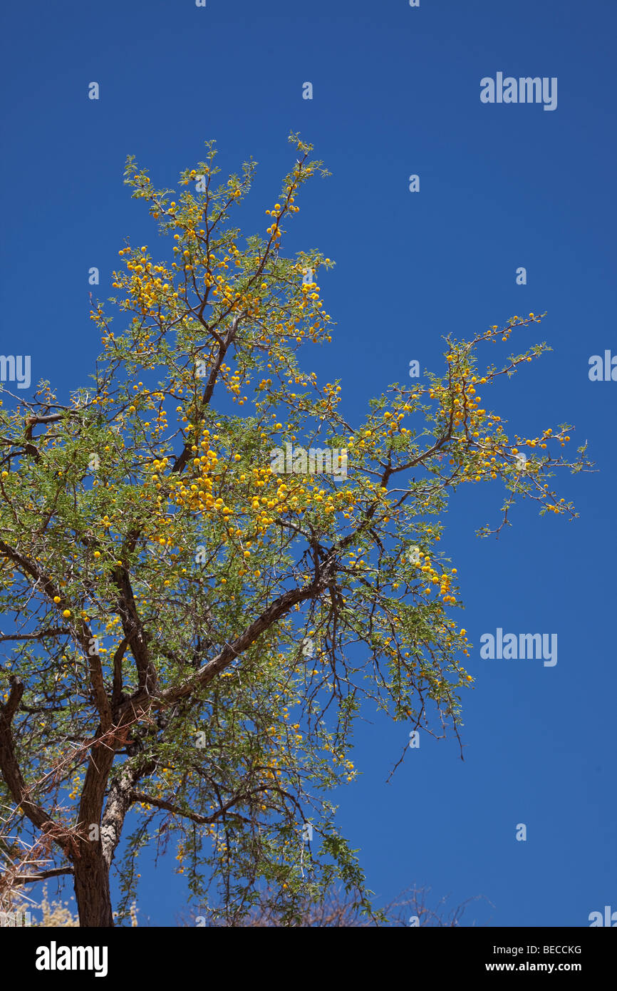 Sweet Thorn, Namibia Stock Photo