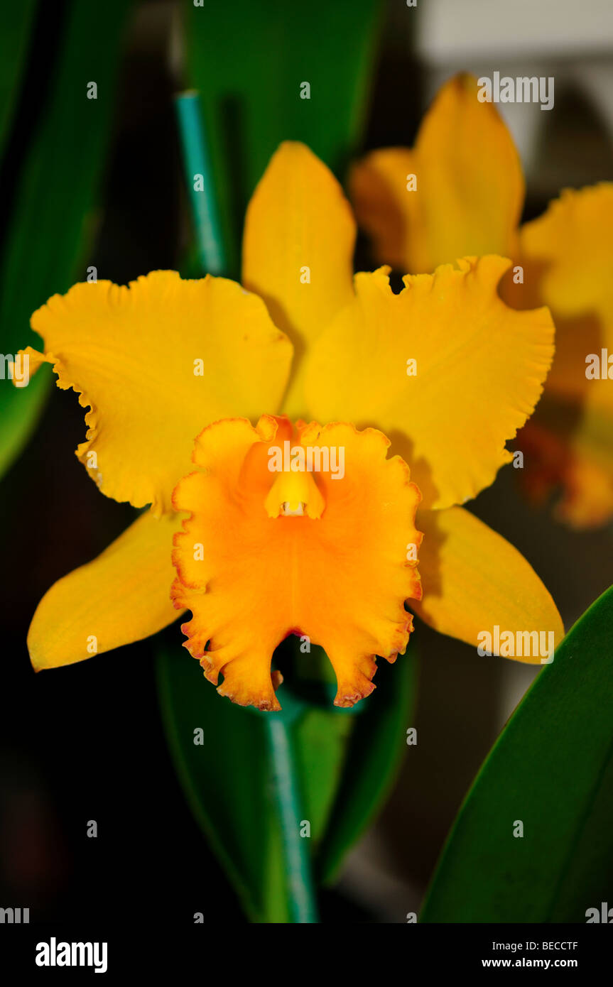 Orchid Flower: Yellow orange cattleya flower. Stock Photo
