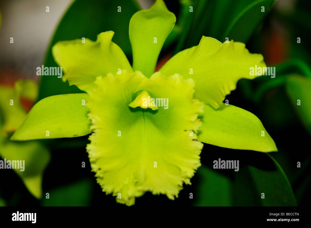 Orchid Flower: Green cattleya flower. Stock Photo