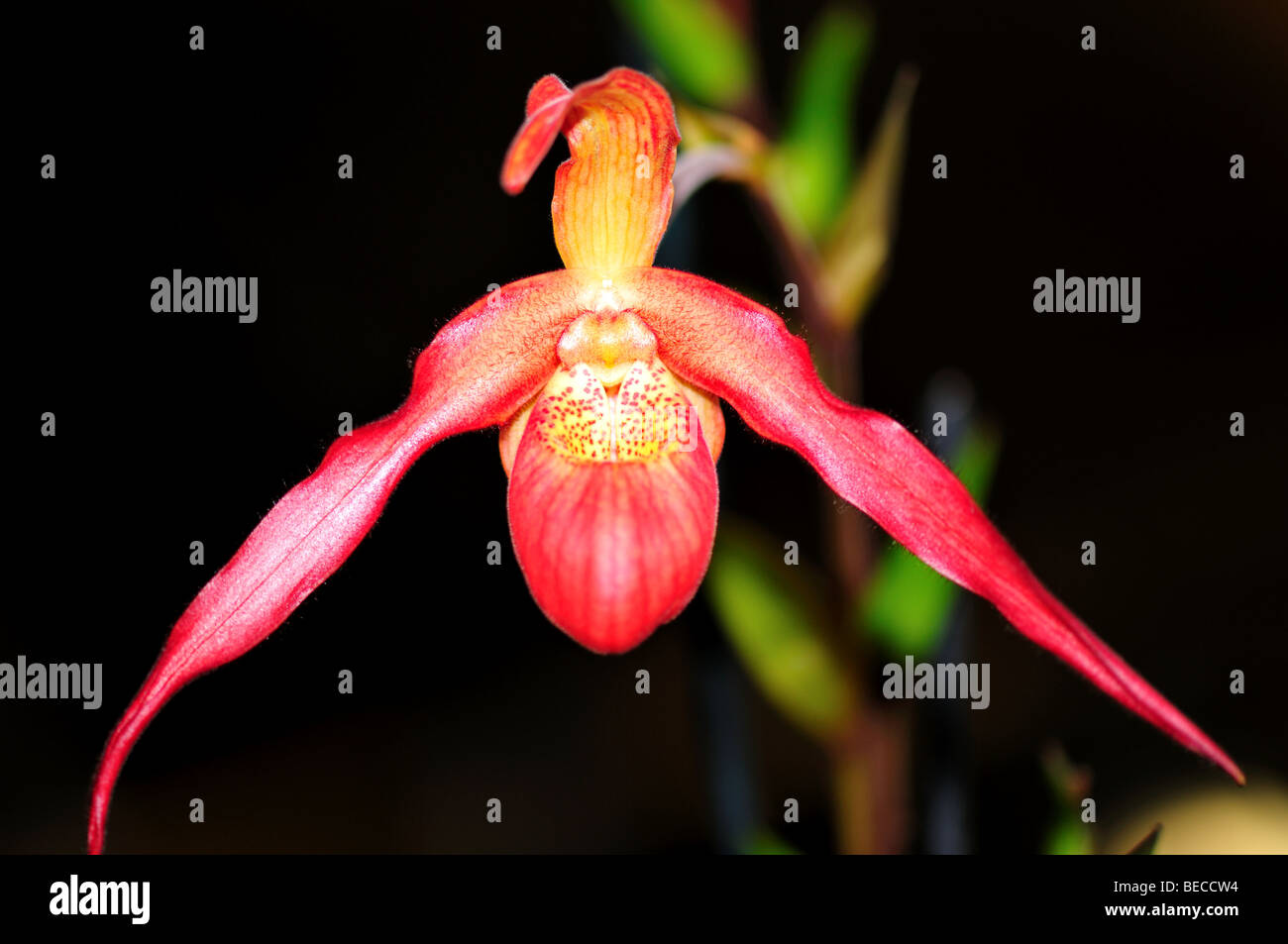 Orchid Flower: Lady's slipper paphiopedilum Stock Photo