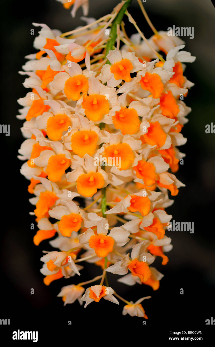 Orchid Flowers: White orange Dendrobium thyrsiflorum Stock Photo