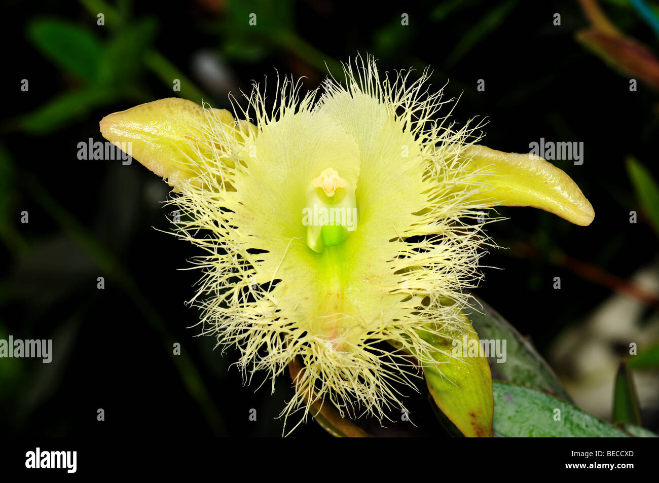 Orchid Flower: Rhyncholaelia digbyana Stock Photo