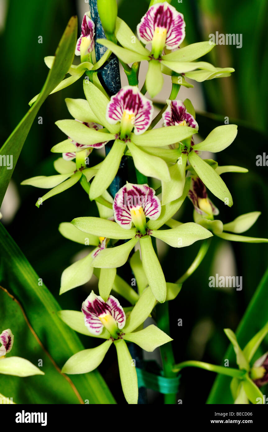 Orchid Flowers: Epidendrum Hybrid Stock Photo