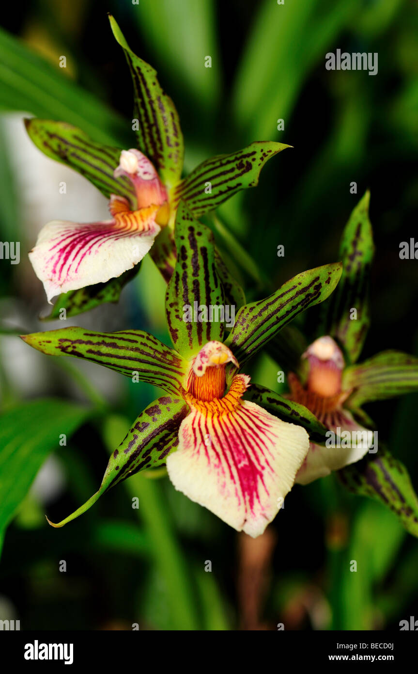 Orchid Flowers: Green Zygopetalum Stock Photo