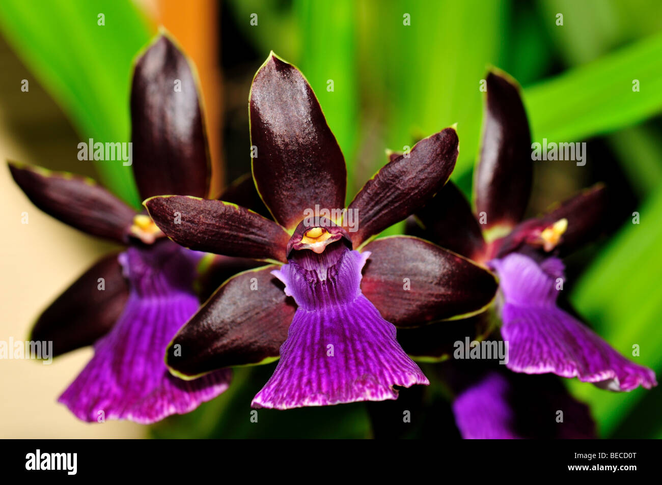 Orchid Flowers: Purple Zygopetalum Stock Photo