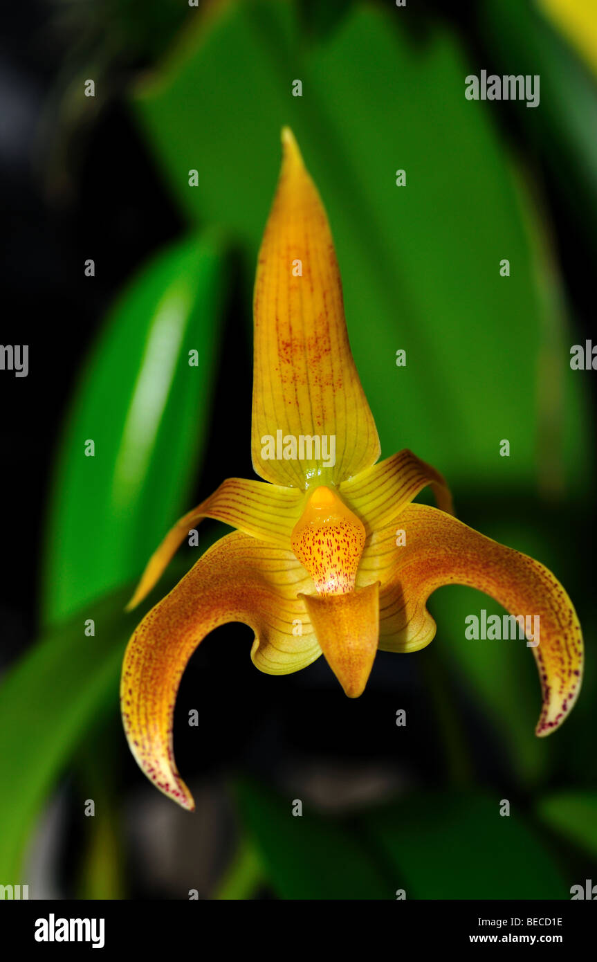 Orchid Flower: Yellow Bulbophyllum lobbii Stock Photo