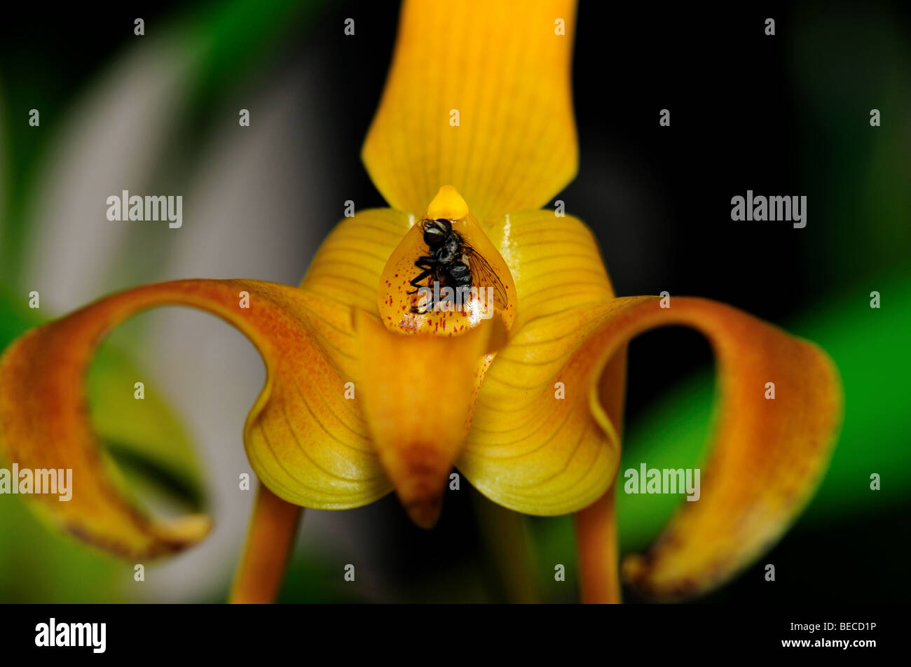 A fly caught by the sticky labellum of an orchid Bulbophyllum lobbii flower. Stock Photo