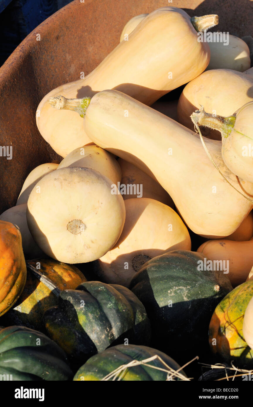 Butternut and acorn squash at farmstand Stock Photo