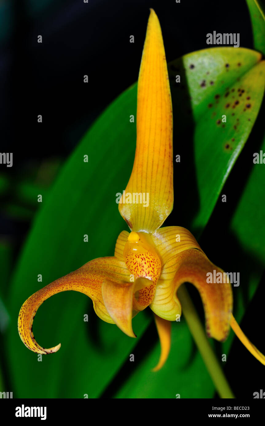 Orchid Flower: Bulbophyllum lobbii Stock Photo