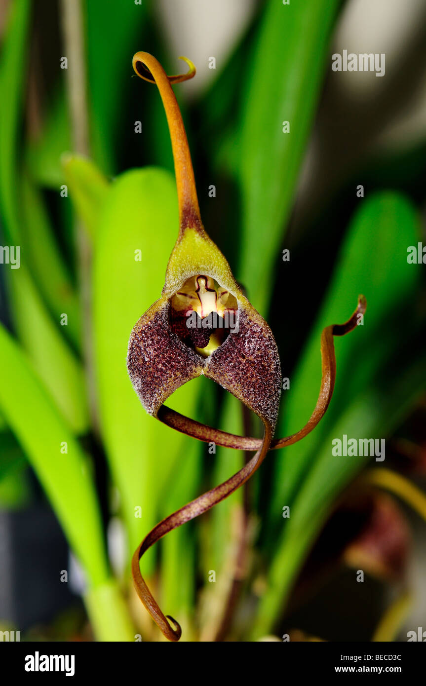 Orchid Flower: Masdevallia colossus has a rotten odor. Stock Photo