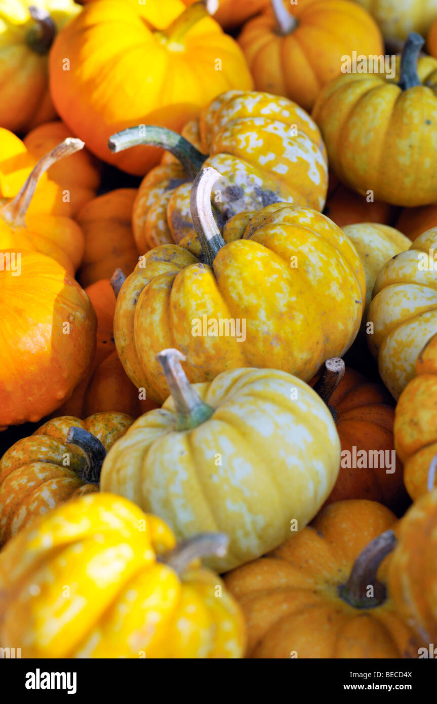 Decorative Gourds and mini pumpkins Stock Photo Alamy