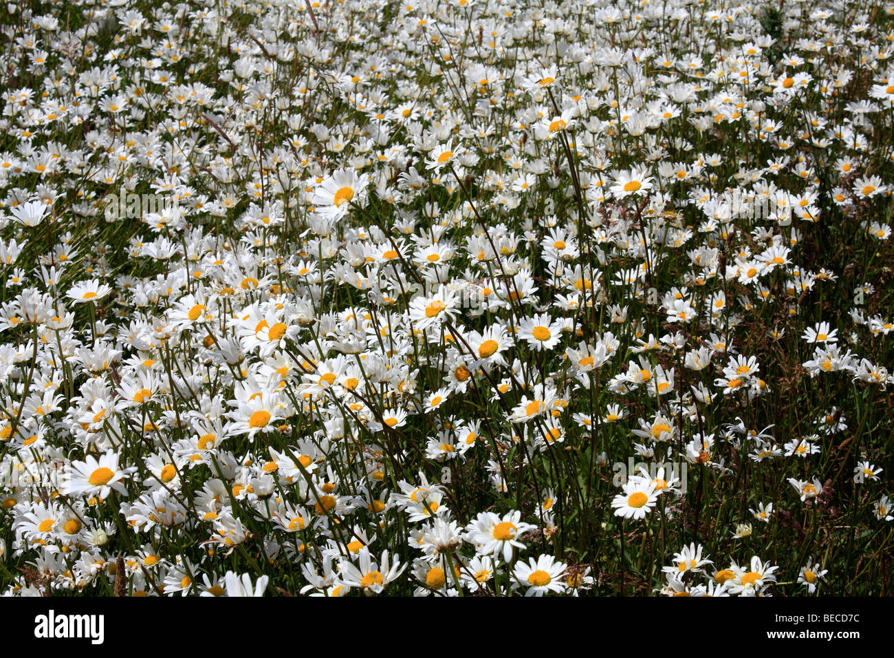 A field of Ox-eye daisies, Surrey, England, UK. Stock Photo