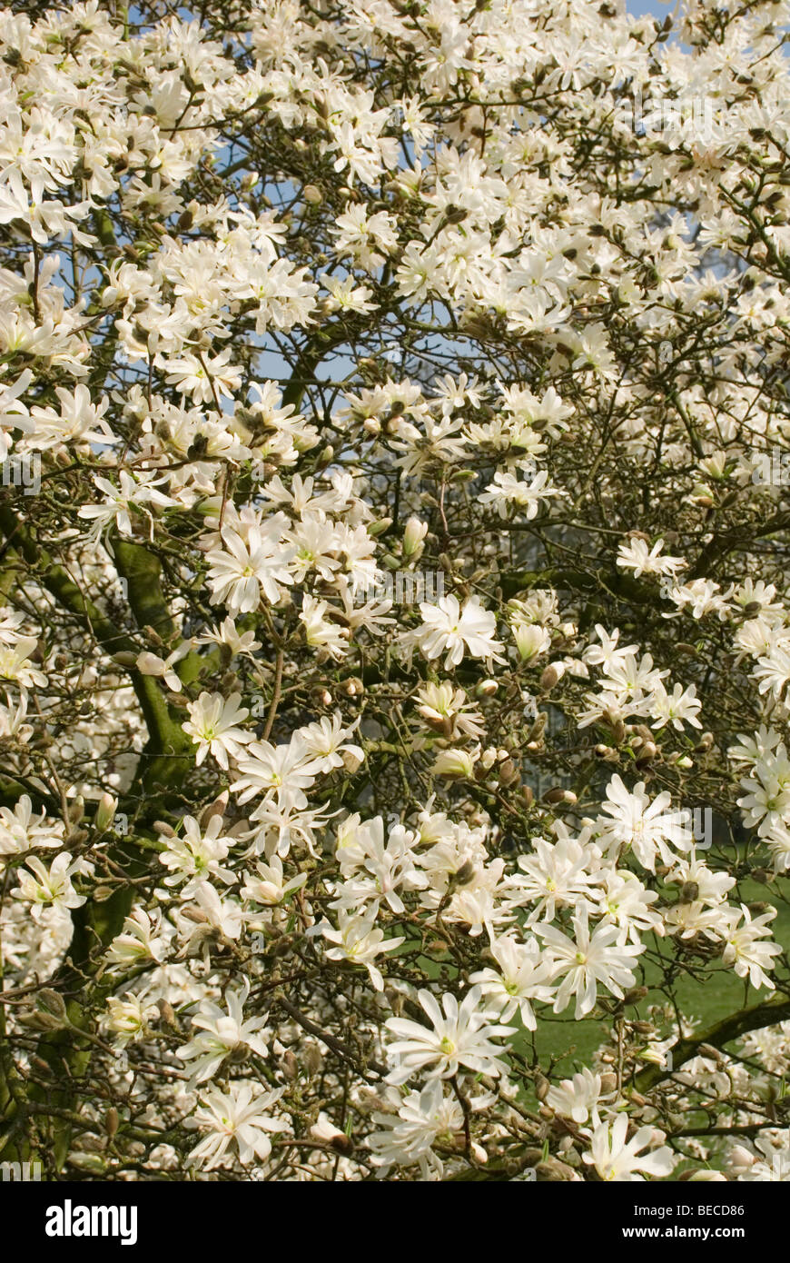 Magnolia stellata 'Royal Star' Stock Photo