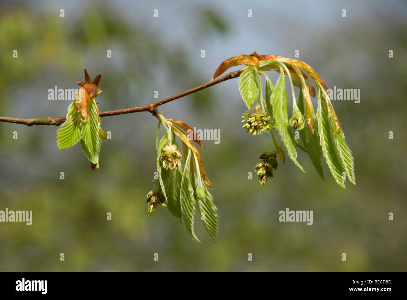 Fagus engleriana, Chinese beech tree Stock Photo