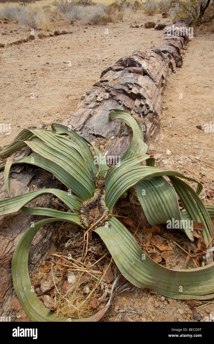 Fossilised wood and Welwitschia miribilis plant, Petrified Forest, Damaraland, Namibia, Africa Stock Photo