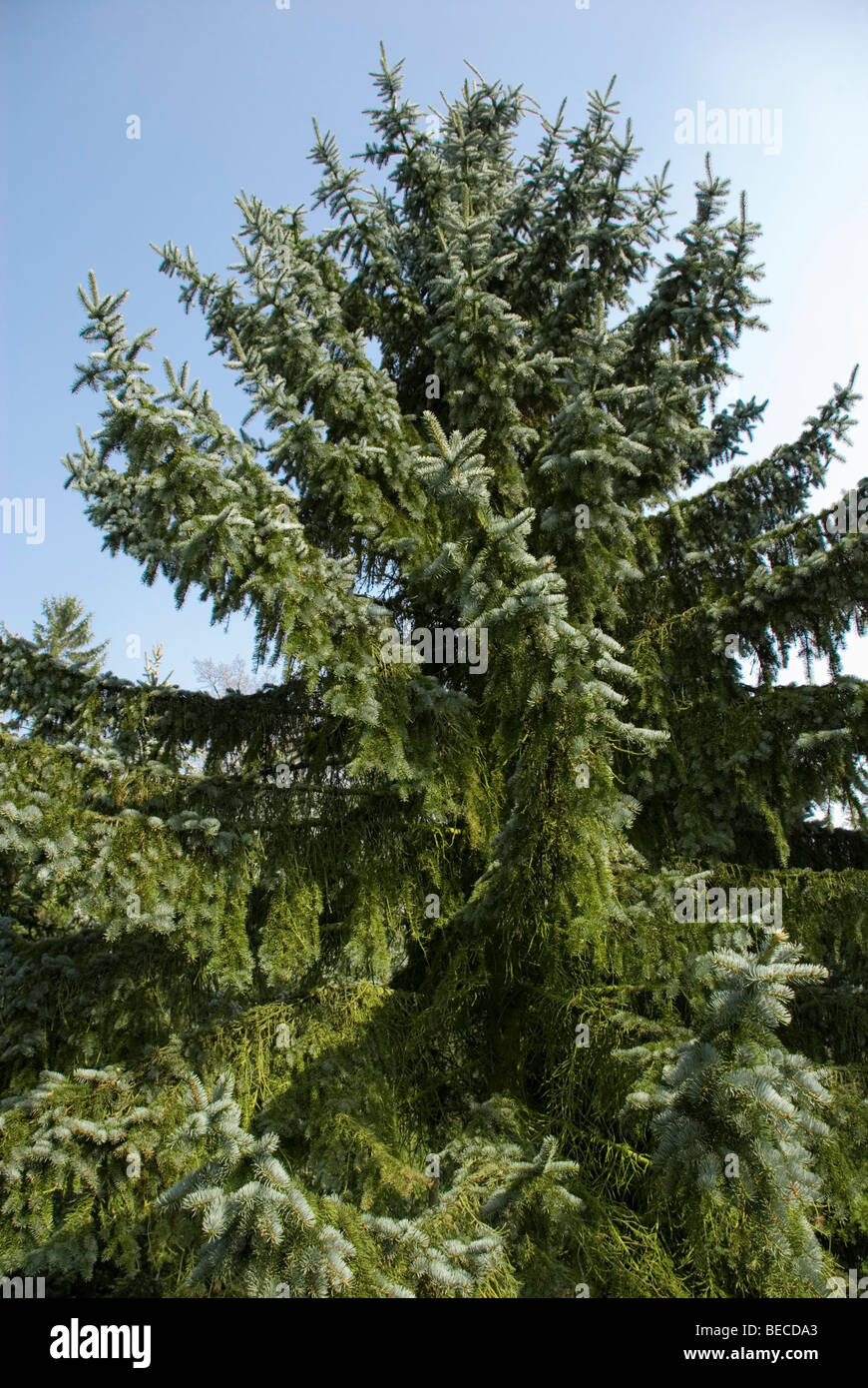 Picea pungens 'Moerheimii' Stock Photo