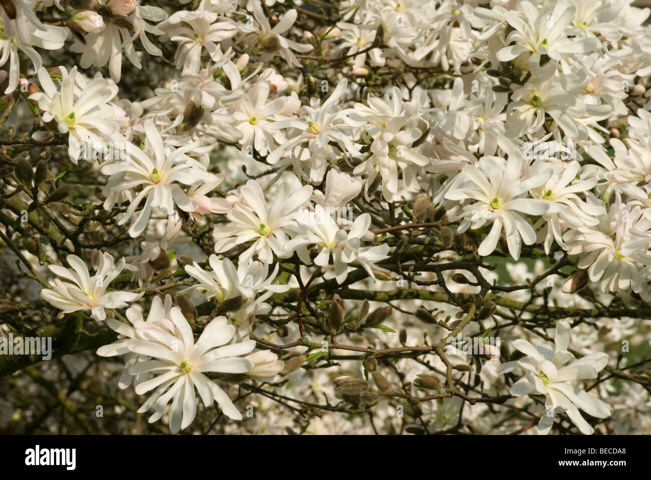 Magnolia stellata 'Royal Star' Stock Photo