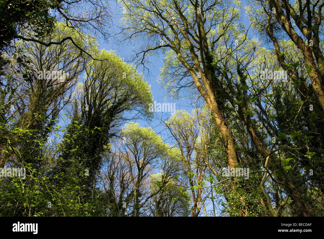 Wych elm trees (ulmus glabra) in seed Stock Photo