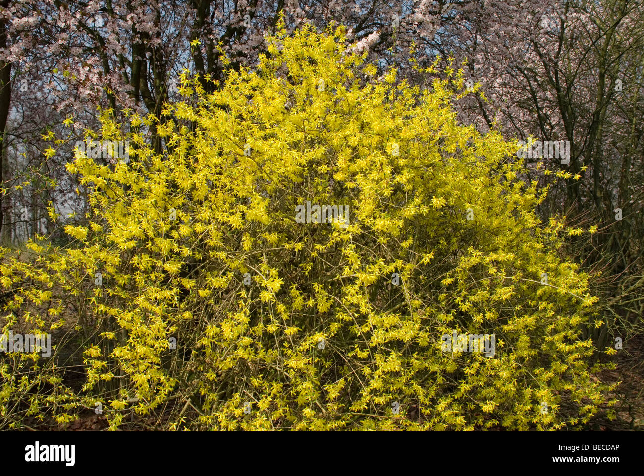 Forsythia Suspensa High Resolution Stock Photography And Images Alamy
