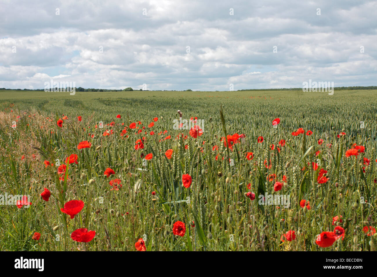 Field or Corn poppy Papaver rhoeas, in a wheat field in Surrey, England, UK. Stock Photo