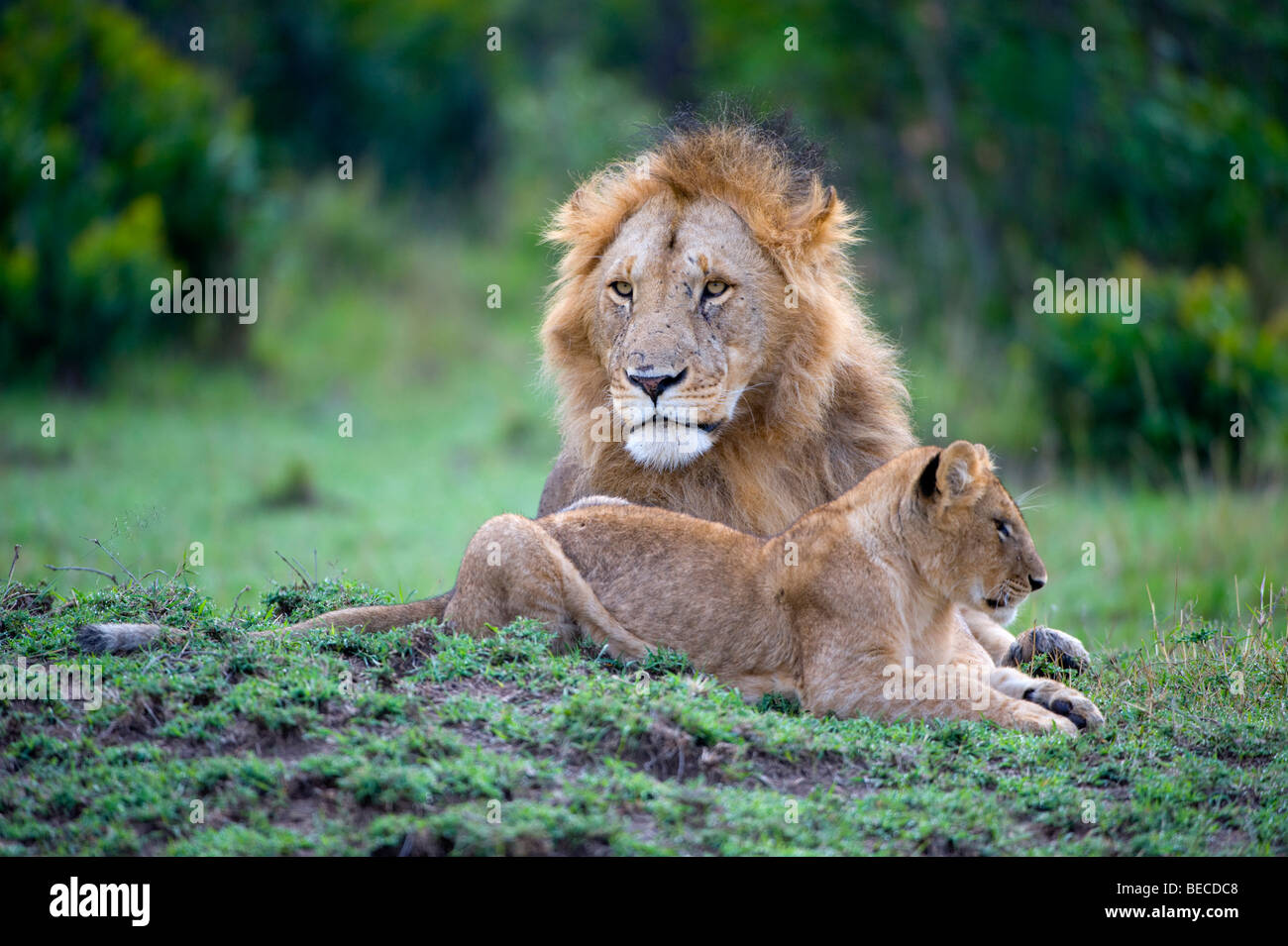 Lion (Panthera leo) with cub, Masai Mara National Reserve, Kenya, East Africa Stock Photo