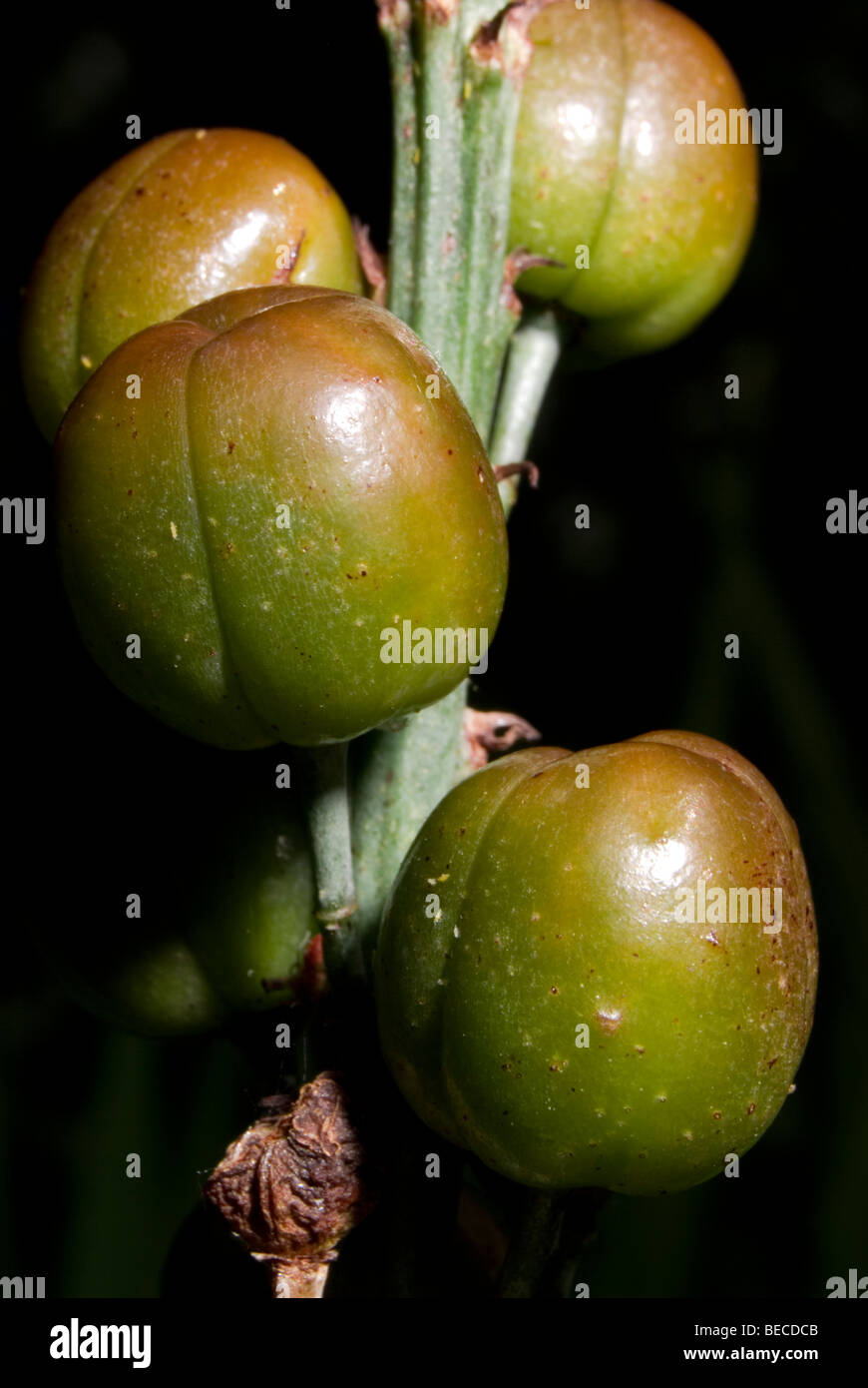 Gamon blanco hires stock photography and images Alamy