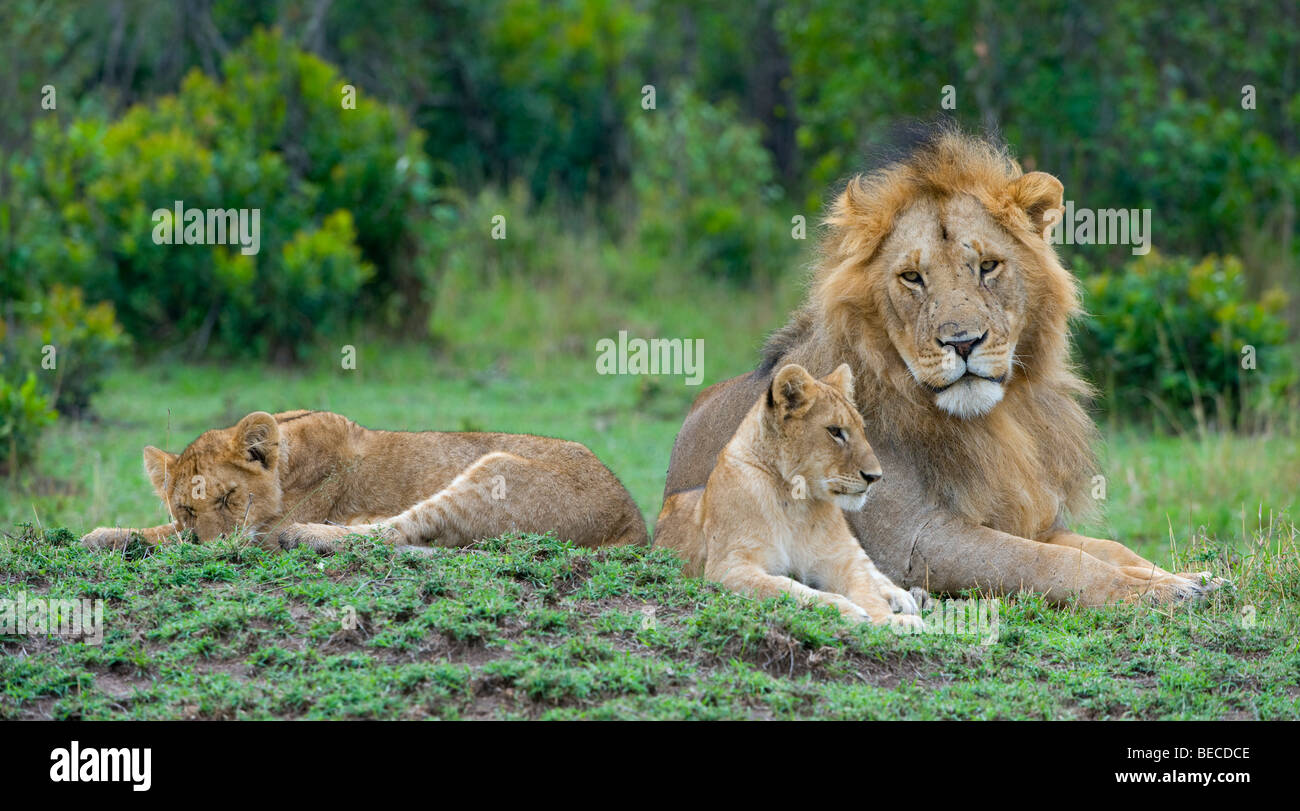 Lion (Panthera leo) with two cubs, Masai Mara National Reserve, Kenya, East Africa Stock Photo