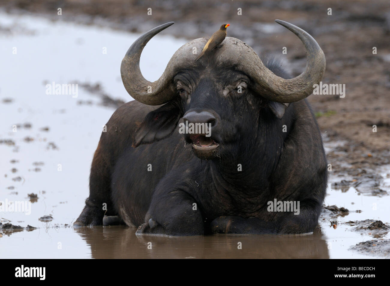 African Buffalo (Syncerus caffer), taking a cooling bath in a puddle, Masai Mara National Reserve, Kenya, East Africa Stock Photo