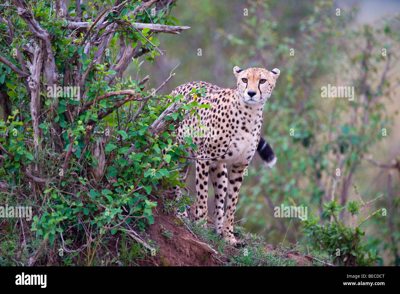 Cheetah (Acinonyx jubatus), marking it's territory, Masai Mara National Reserve, Kenya, East Africa Stock Photo