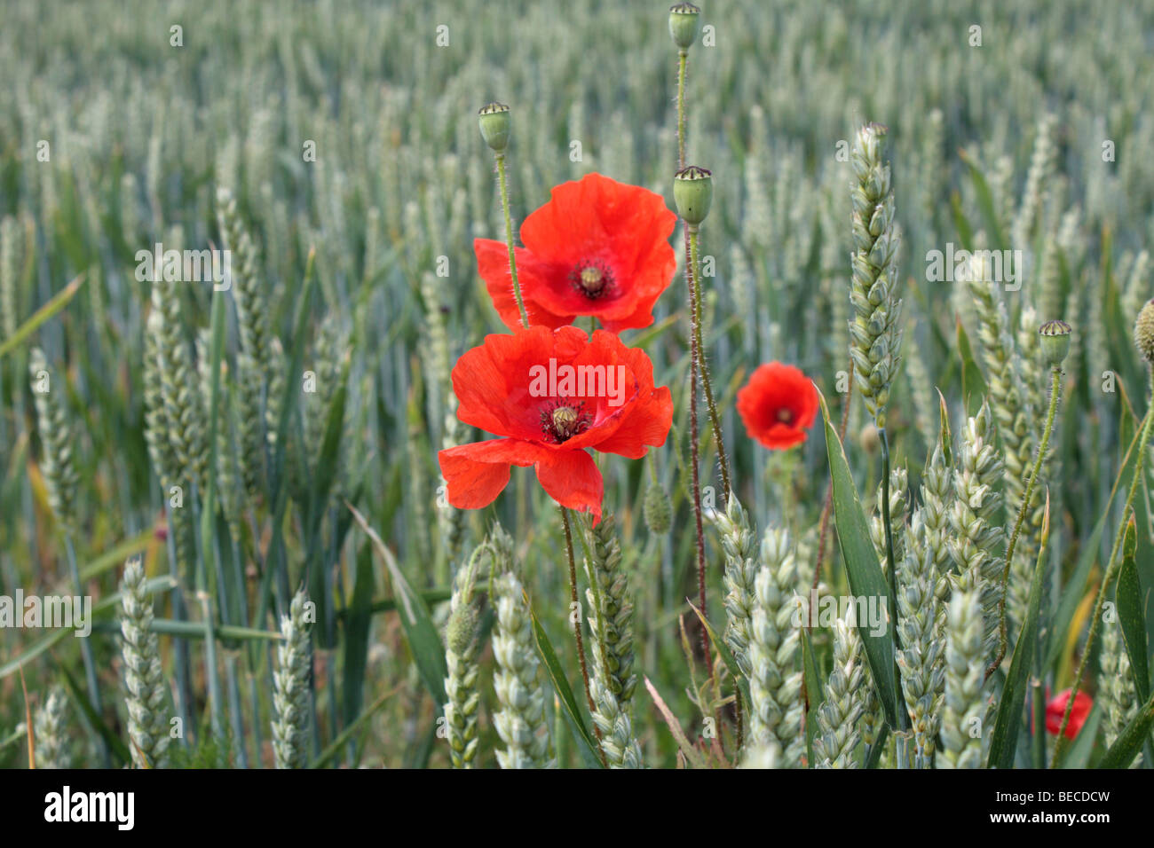 Field or Corn poppy Papaver rhoeas, in a wheat field in Surrey, England, UK. Stock Photo