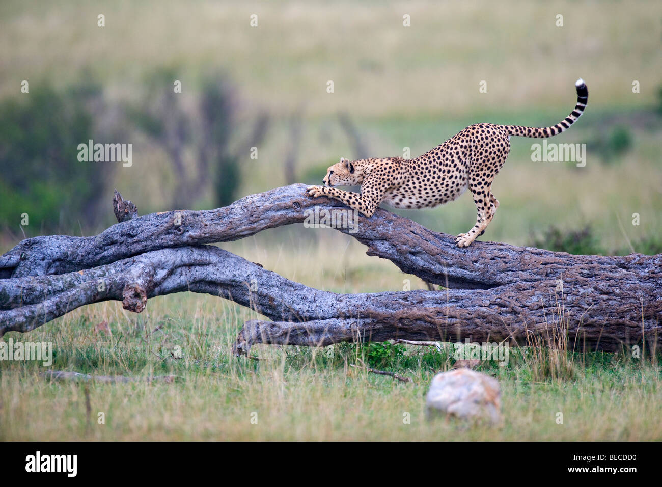 Cheetah (Acinonyx jubatus), grinding it's claws on a dead tree, Masai Mara National Reserve, Kenya, East Africa Stock Photo