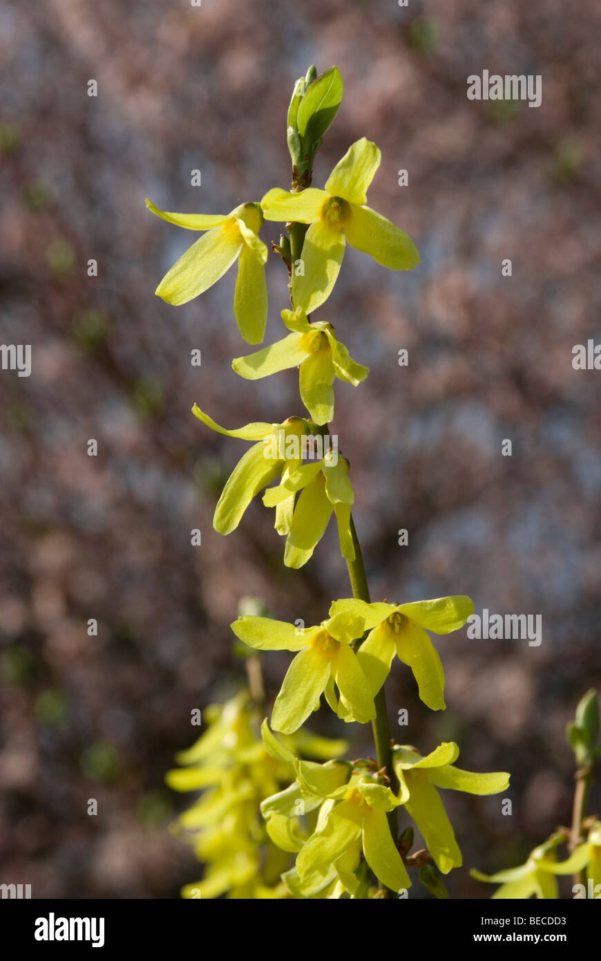 Forsythia viridissima Stock Photo
