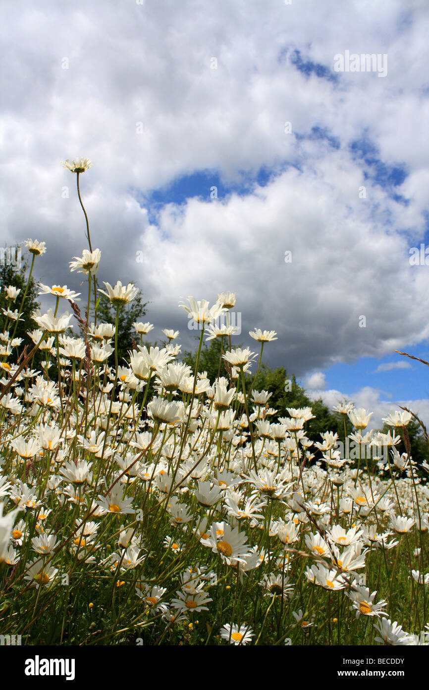 A field of Ox-eye daisies, Surrey, England, UK. Stock Photo