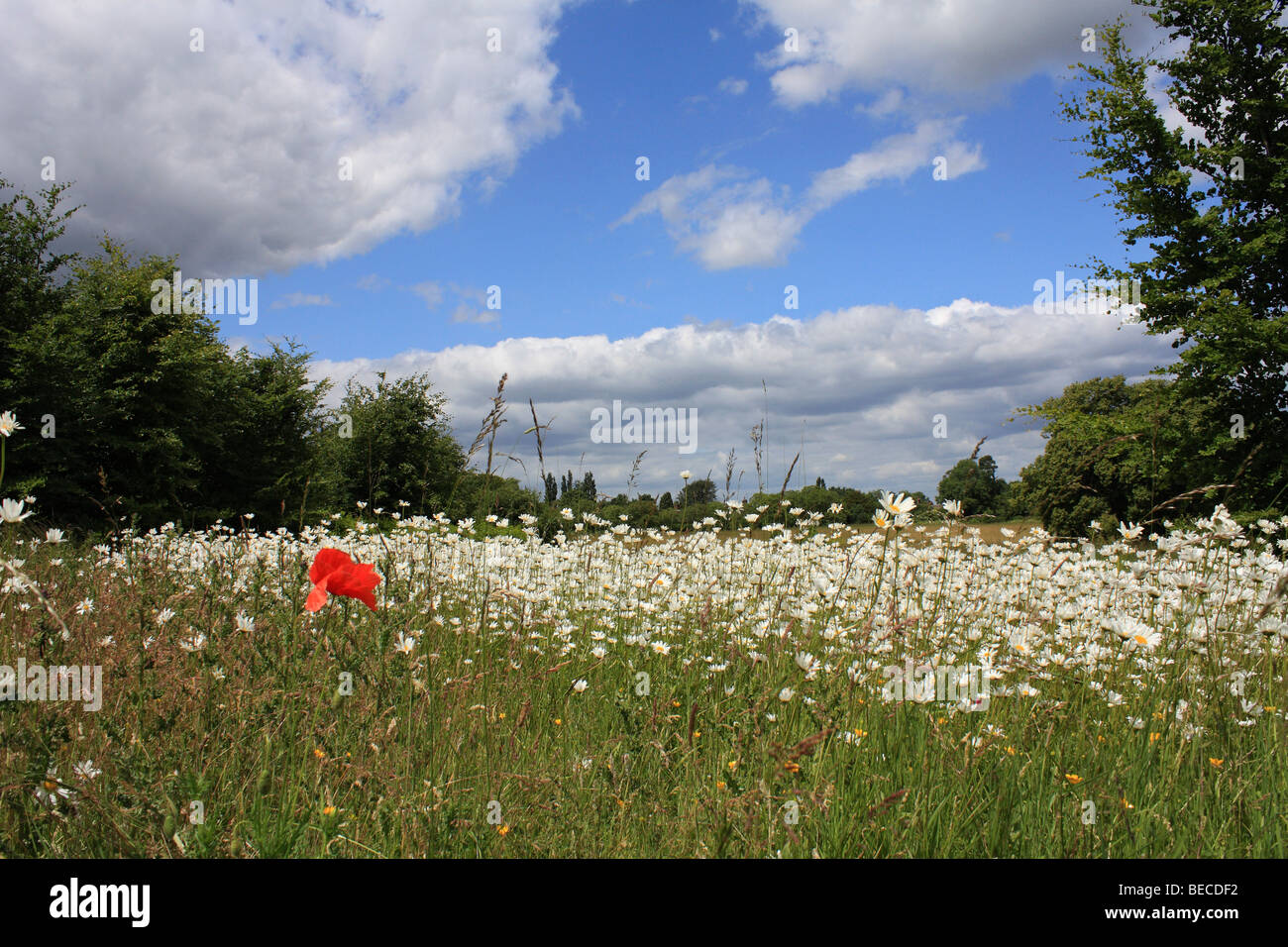 A single poppy in a field of Ox-eye daisies, Surrey, England, UK. Stock Photo