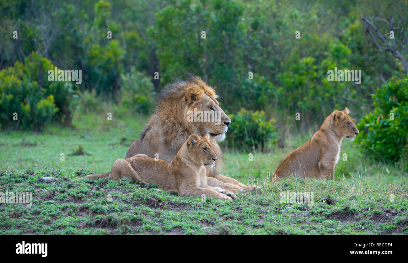 Lion (Panthera leo) with two cubs, Masai Mara National Reserve, Kenya, East Africa Stock Photo