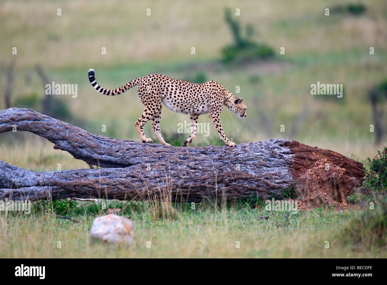 Cheetah (Acinonyx jubatus), walking on a dead tree, Masai Mara National Reserve, Kenya, East Africa Stock Photo