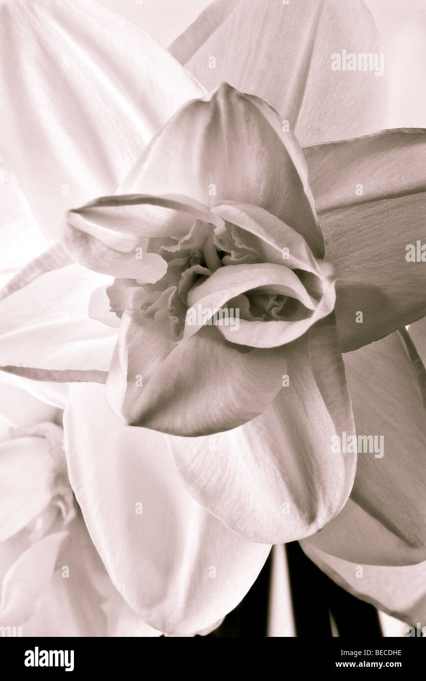 A Daffodil flower photographed with studio lighting converted to monochrome duo tone image Stock Photo